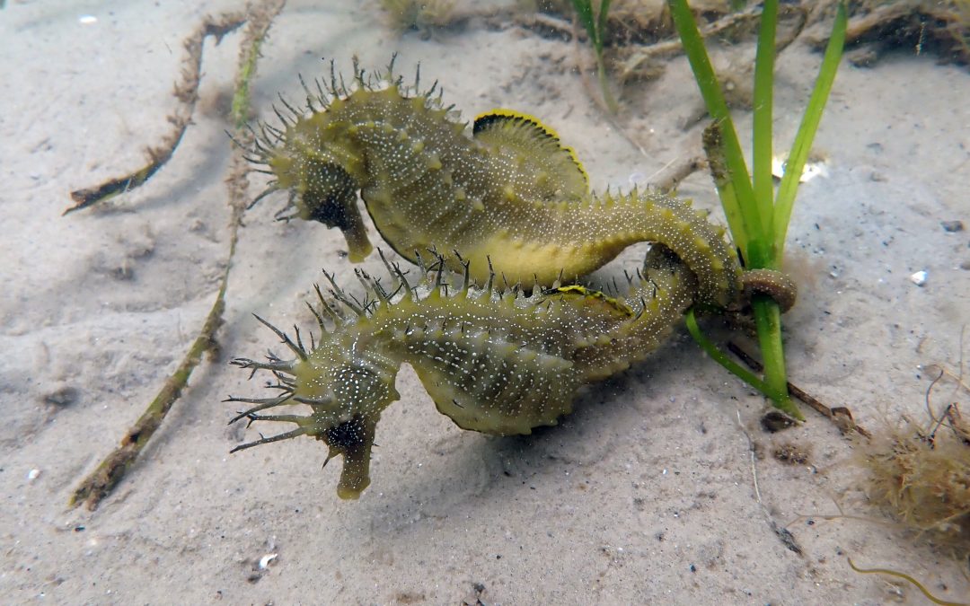 Studland Bay Marine Partnership