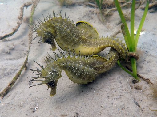 Studland Bay Marine Partnership