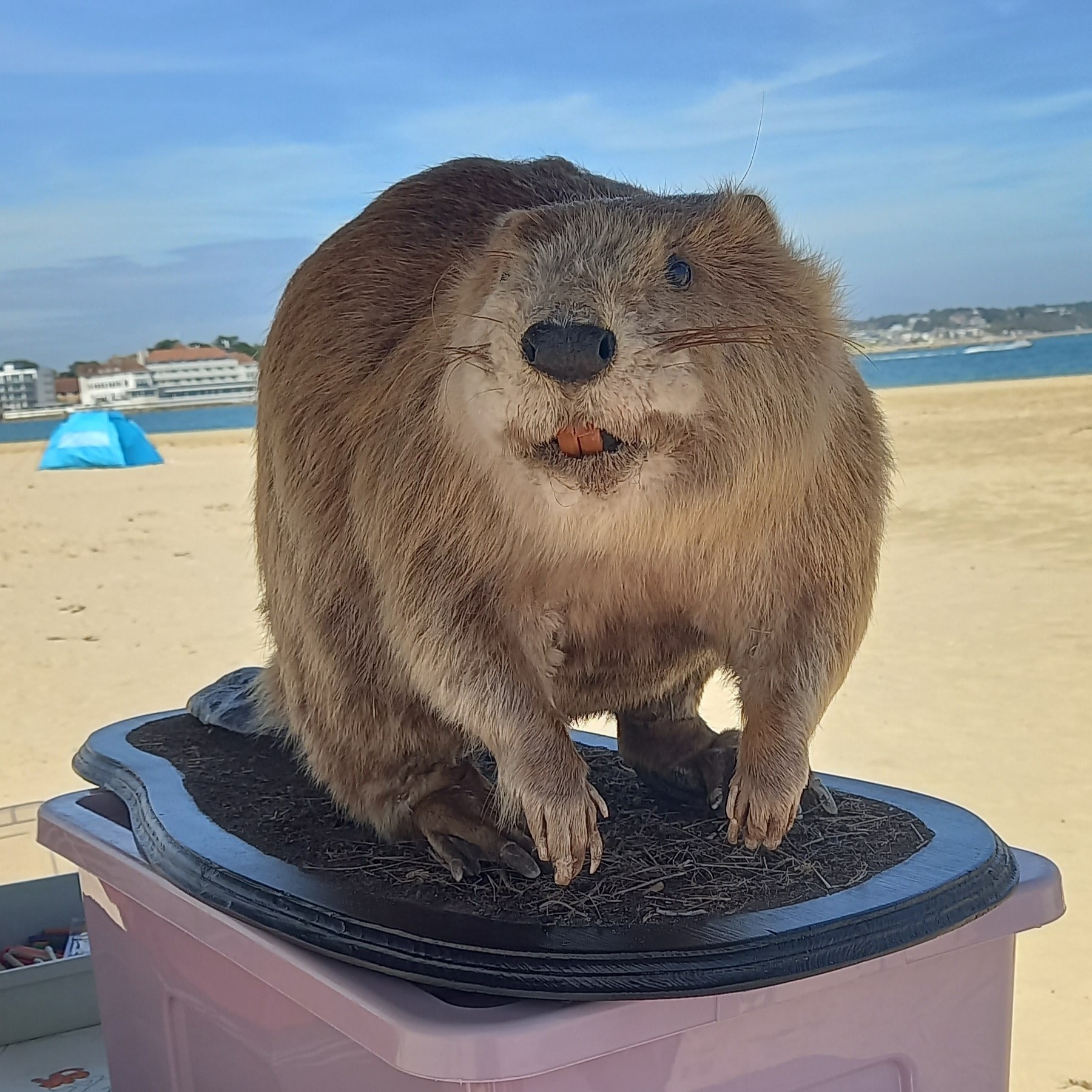 Justin Beaver model National Trust